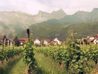 ぶどう畑の画像